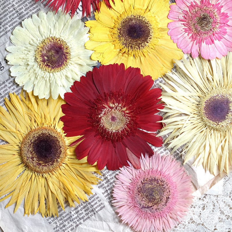 1 Uds./79 cm, Gerbera prensado - Resin Craft Ideas reseña y precio